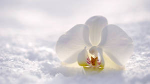 白色蘭花在明亮光線下從雪地中冒出。 — 白雪公主 壁紙