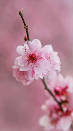 粉紅櫻花配柔和焦點背景 — 花朵 壁紙