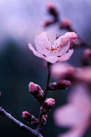粉紅櫻花帶有雄蕊，在黃昏的樹枝上綻放。 — 小米平板 9 Pro Max 壁紙