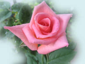 一朵粉紅玫瑰，花瓣上有水滴，被綠葉環繞。 — 粉色花朵 壁紙