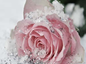 冬日裡灑滿雪花和亮片的粉紅玫瑰 — 冬季美學 壁紙