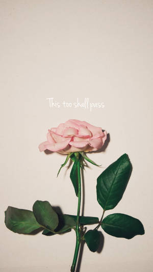 粉紅玫瑰配綠葉，米色背景上寫有「This too shall pass」文字。 — 玫瑰花 壁紙