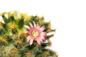 粉紅色仙人掌花，綠色莖上有黃色刺，白色背景 — 粉紅色 壁紙