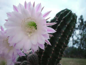 粉紅色仙人掌花在綠色多刺仙人掌背景下綻放 — 仙人掌 壁紙