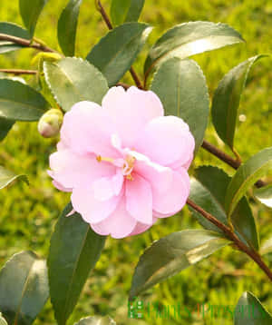 自然花園環境中帶有綠葉的粉紅色山茶花 — Apple Watch 壁紙