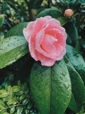 粉紅色山茶花，綠葉上有水珠 — 春天花朵 壁紙