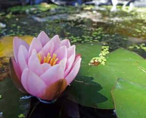 粉紅色睡蓮漂浮在池塘上，伴有綠色睡蓮葉 — 春天花朵 壁紙