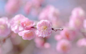 粉紅色花枝的特寫，背景柔和模糊。 — 粉色花朵 壁紙