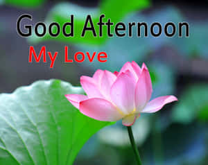 粉紅色蓮花與綠葉，以及「Good Afternoon My Love」文字。 — 蓮花 GIF 壁紙