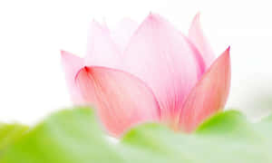一朵粉紅色的蓮花蕾從綠葉中冒出，背景為白色。 — 蓮花 GIF 壁紙