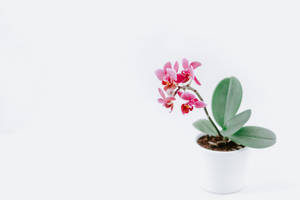 白色花盆中的粉紅色蘭花，純白背景 — 粉色花朵 壁紙