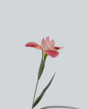 一朵粉紅色鳶尾花，帶有綠色莖，立在灰色背景前。 — 花 iPhone 壁紙