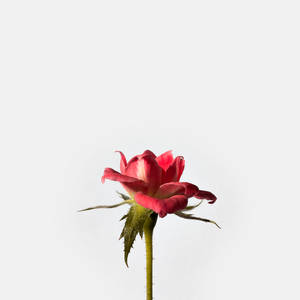 一朵紅玫瑰花蕾，帶有綠色莖，在白色背景上。