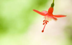 一朵紅色倒掛金鐘花，背景柔和綠色和白色。 — 花朵 壁紙
