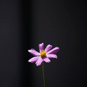 一朵帶有黃色花心的紫色波斯菊，在深色背景上。 — 花朵美學動態圖 壁紙