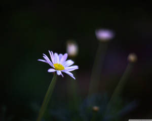 一朵紫色雛菊，帶有黃色花心，在黑暗背景中對焦清晰。 — 花卉桌面 壁紙