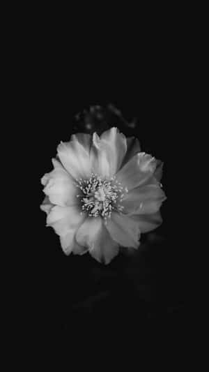 一朵帶有柔軟花瓣的白色花朵在黑色背景下。 — 花朵 壁紙