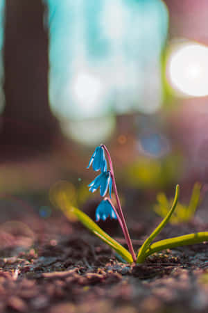 森林地面上，帶有露珠的小藍花在陽光下閃耀。 — 花朵 壁紙