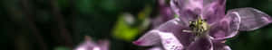 一朵紫色花朵的特寫，花瓣柔軟，花蕊細節清晰。 — 鳶尾花 壁紙