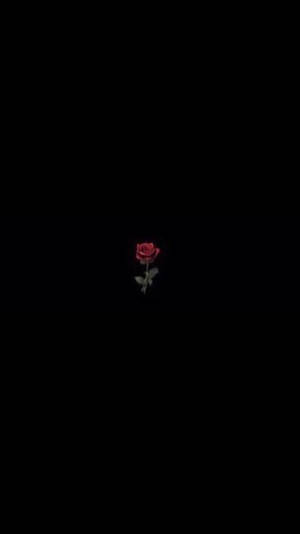 一朵發光的紅玫瑰，帶有莖和葉子，居中在黑色背景上。 — 玫瑰花 壁紙