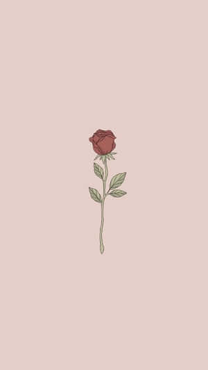 一朵紅玫瑰，帶有綠色莖和葉子，在粉紅色背景上。 — 玫瑰花 壁紙