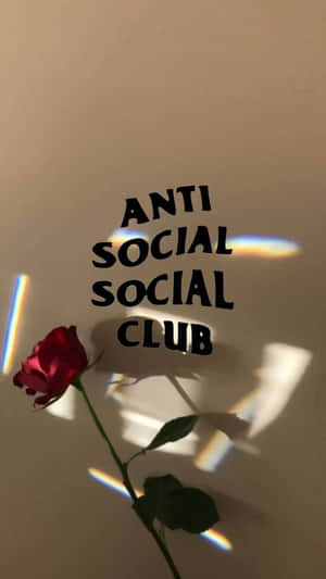 米色牆上的紅玫瑰和文字 anti social social club 及彩虹光條。 — 紅色美學 iPhone 壁紙
