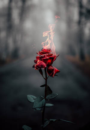 霧氣森林中燃燒的紅玫瑰，背後是黑暗的道路。 — 玫瑰花 壁紙