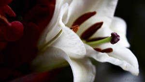 一朵白百合，背後有紅色花瓣，柔焦效果，背景深色。 — 白色百合花 壁紙