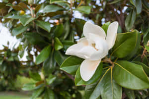 白木蘭花與綠葉在日光下 — 3:2 壁紙