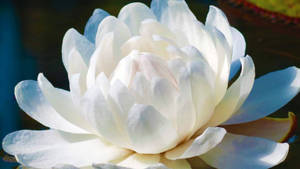 一朵白睡蓮漂浮在池塘上，柔和陽光突顯其花瓣。 — 白色百合花 壁紙