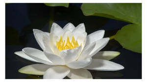 白色睡蓮，黃色中心，漂浮在深色水面上，伴有綠色葉子。 — 白色百合花 壁紙