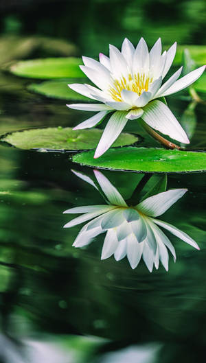 白色睡蓮，黃色花心，漂浮在池塘水面上，倒影清晰。 — 花 iPhone 壁紙