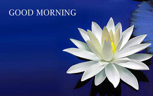 白蓮花漂浮在藍色水面上，帶有「GOOD MORNING」文字。 — 蓮花 GIF 壁紙