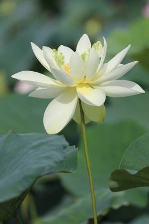 白天池塘裡的白蓮花和綠葉。 — 白色百合花 壁紙