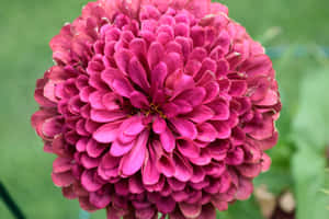 鮮豔的洋紅色百日菊，花瓣層層疊疊，中心為黃色。 — 菊花 壁紙