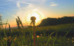 草地上夕陽逆光下的蒲公英 — 向日葵花田 壁紙