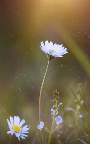 一朵雛菊在陽光明媚的田野中高高聳立，伴隨著漂浮的微粒和柔和的背景模糊。 — 花朵 壁紙
