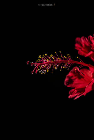 一朵紅色木槿花，帶有黃色雄蕊，在黑色背景下。 — 暗色花卉 壁紙