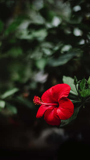 在黑暗的自然環境中，一朵帶有綠葉的亮紅色木芙蓉花。 — 花 壁紙
