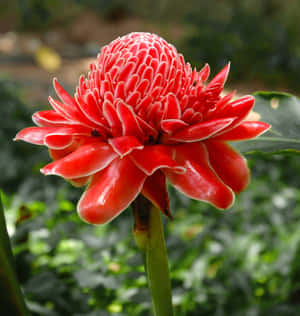 花園中一朵鮮紅的火炬薑花，花瓣層疊，綠葉襯托。 — 花園 壁紙