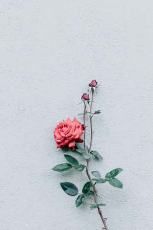 灰色牆上帶有花蕾的紅玫瑰 — 花 iPhone 壁紙