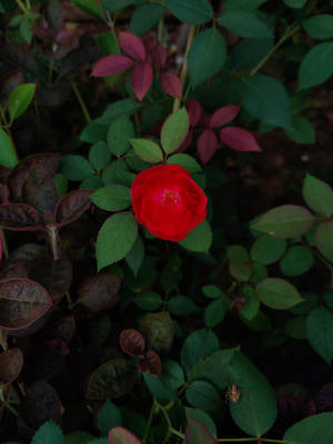 花園中一朵被綠色和酒紅色葉子環繞的亮紅玫瑰。 — 玫瑰 iPhone 壁紙