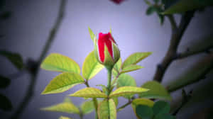 一朵被綠葉環繞的紅色玫瑰花蕾，呈現柔和焦點。 — iMac 壁紙