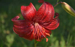 草地上帶有水珠的紅色百合 — 花朵 壁紙