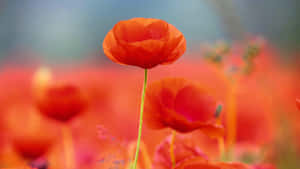 一朵對焦的紅色罌粟花，背後是模糊的罌粟花田。 — 5120x2880 壁紙