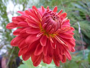 一朵在花園環境中帶有層層花瓣的鮮紅菊花。 — 菊花 壁紙