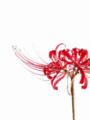 一朵紅色蜘蛛百合在白色背景上帶有露珠。 — 東京喰種風格 壁紙