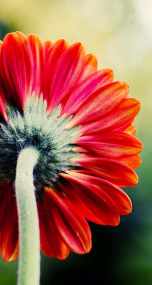 紅橙色非洲菊雛菊的特寫，帶有模糊的綠色中心。 — Tumblr 花朵 壁紙