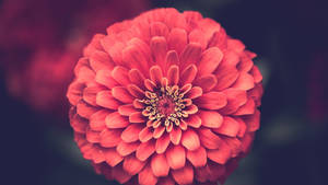近距離拍攝的紅色百日菊，背景模糊。 — 花朵 壁紙