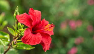 花園中一朵帶有黃色中心和綠葉的亮紅色芙蓉花。 — 花 壁紙